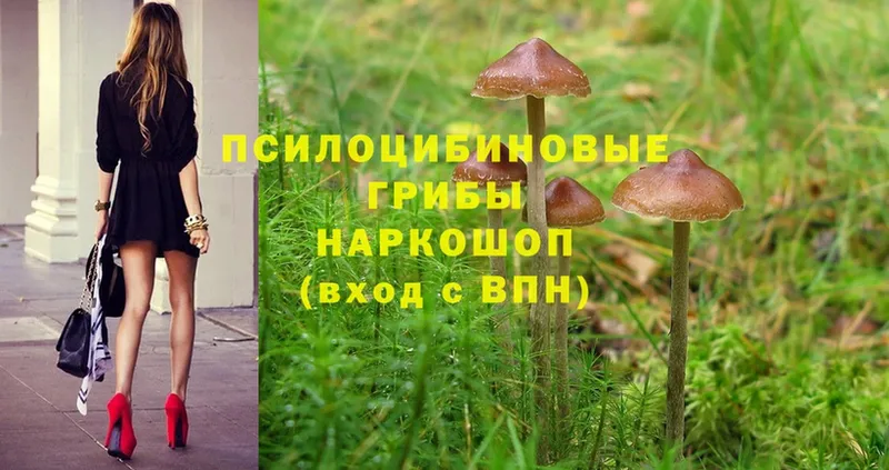 Псилоцибиновые грибы MAGIC MUSHROOMS  купить наркотик  Гусиноозёрск 